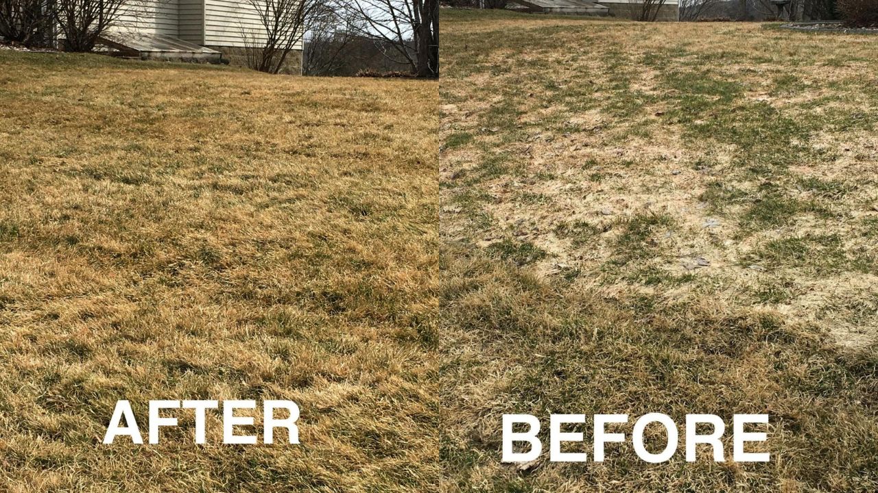 New sod vs lawn repair Sudbury cost