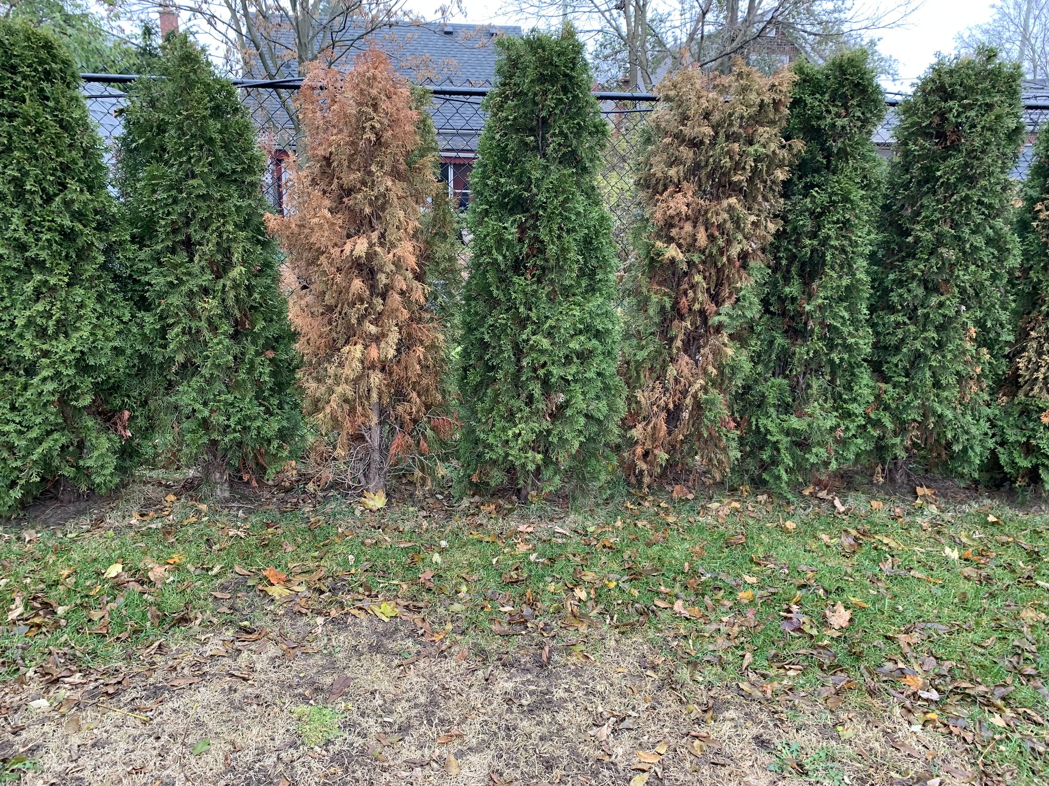 Overgrown cedar hedge with dead interior browning on a Sudbury property