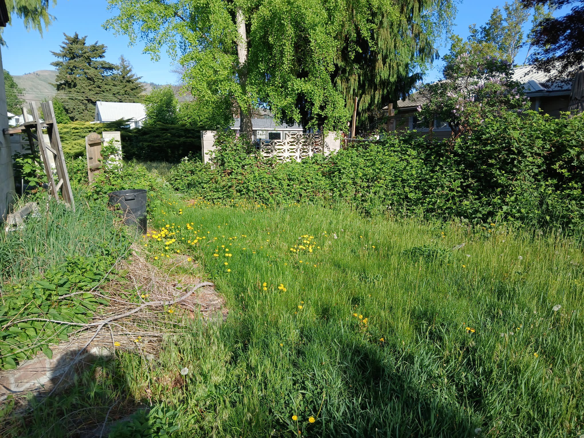 Overgrown commercial property lawn in Sudbury Ontario