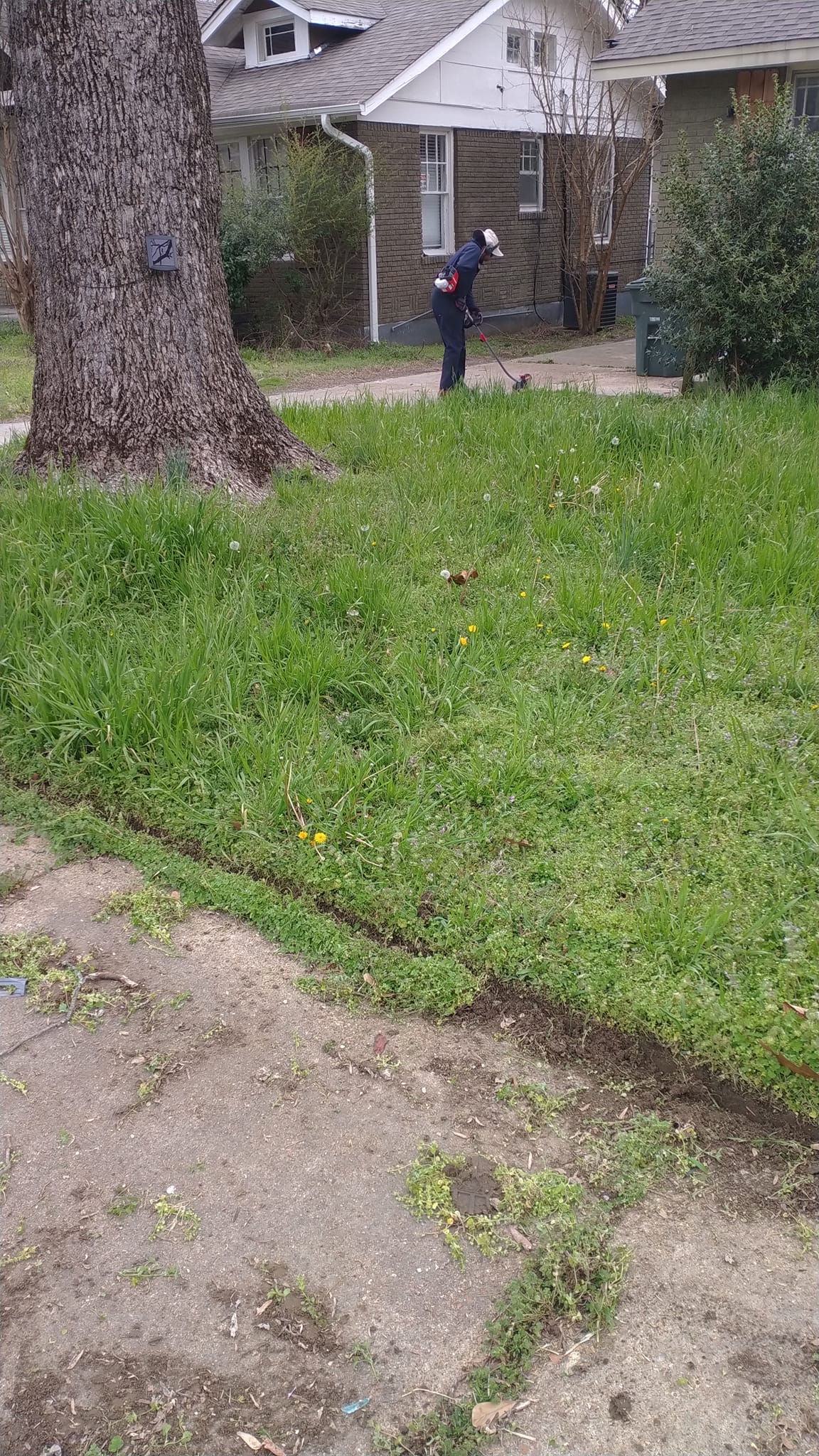 Overgrown lawn Sudbury before cutting