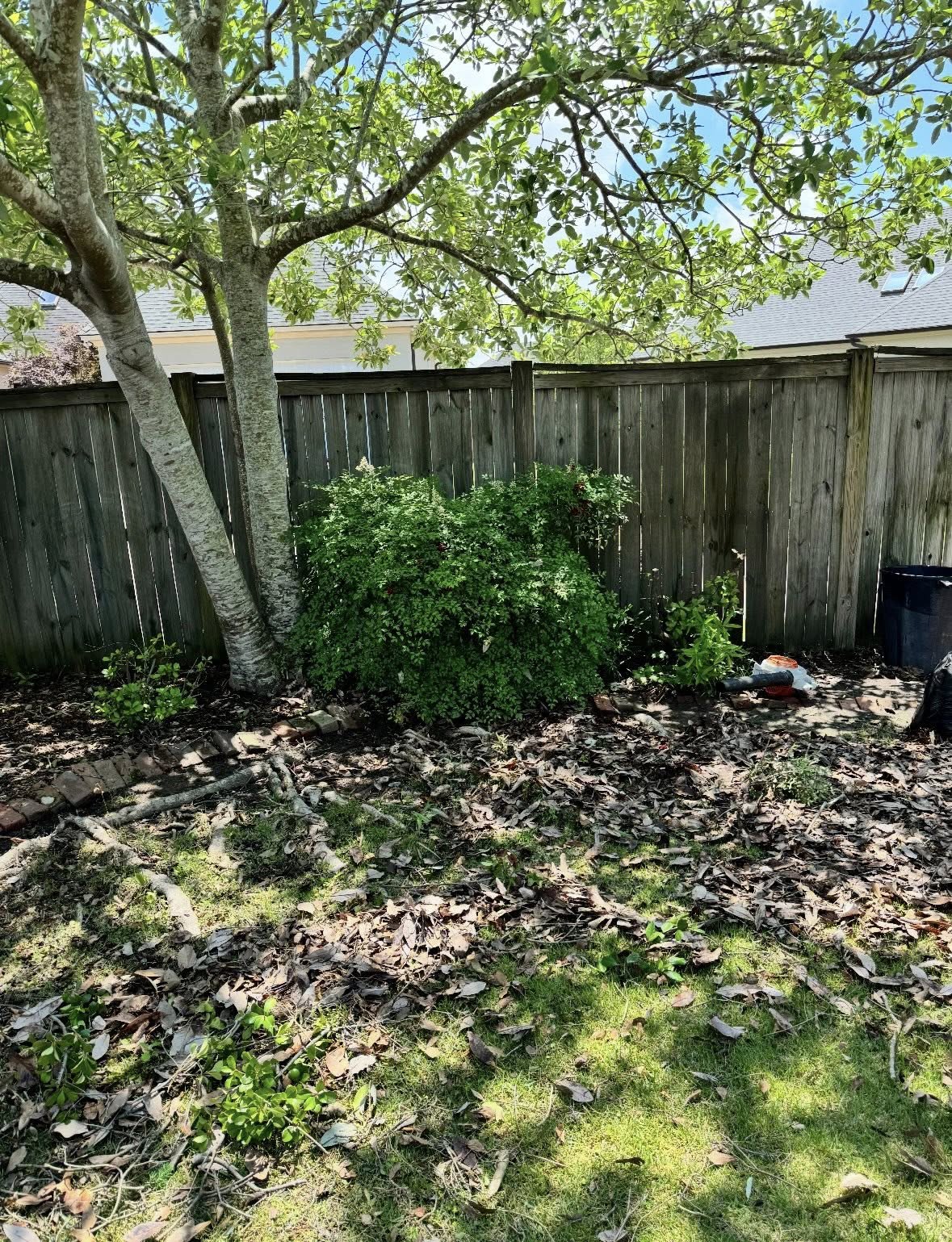 Overgrown lawn before first cut in Sudbury Ontario