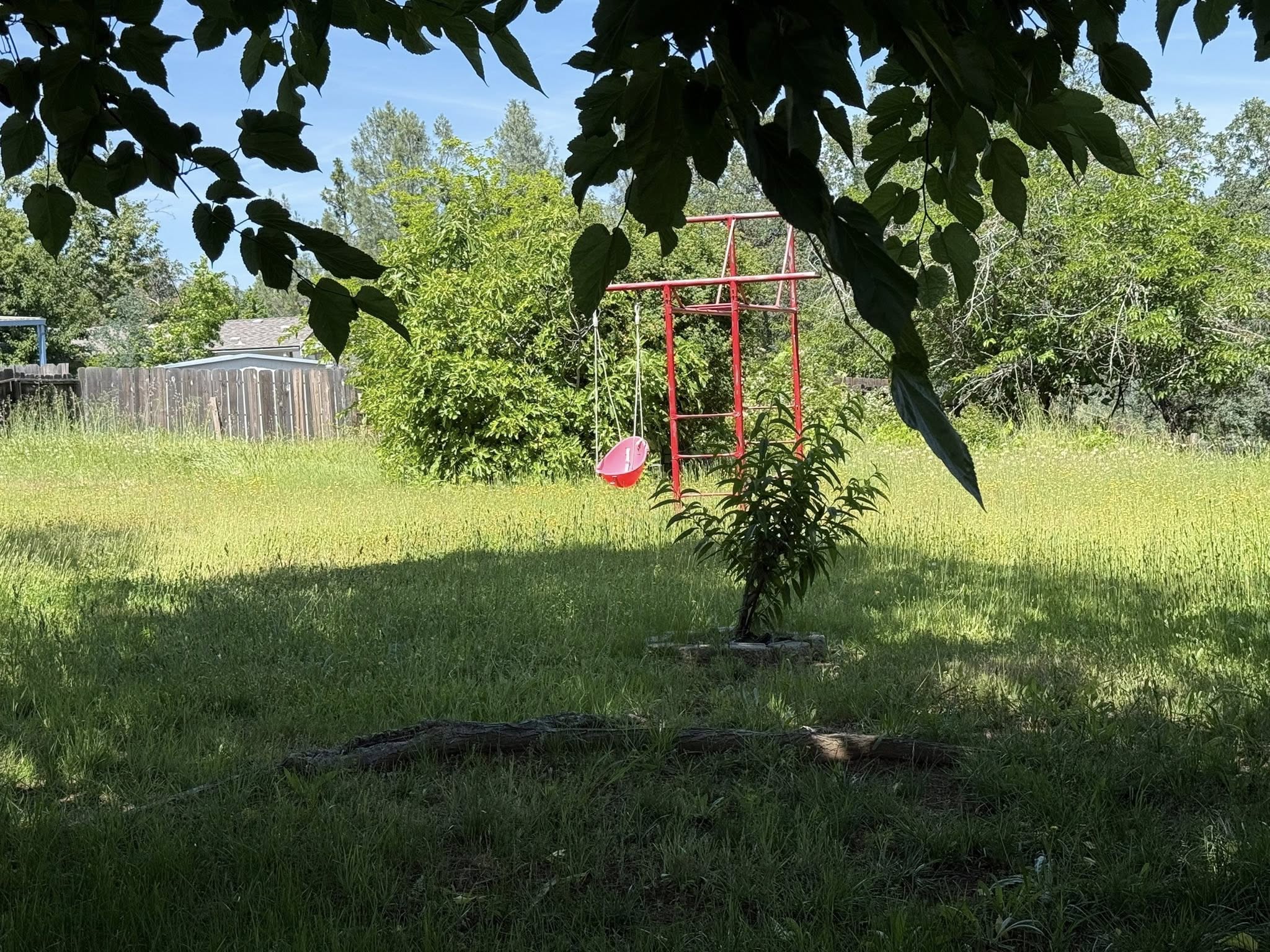 Overgrown neglected lawn with thatch buildup in Greater Sudbury