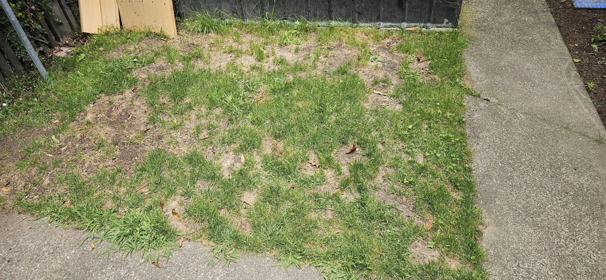 Overseeding bare patches on Sudbury lawn after core aeration
