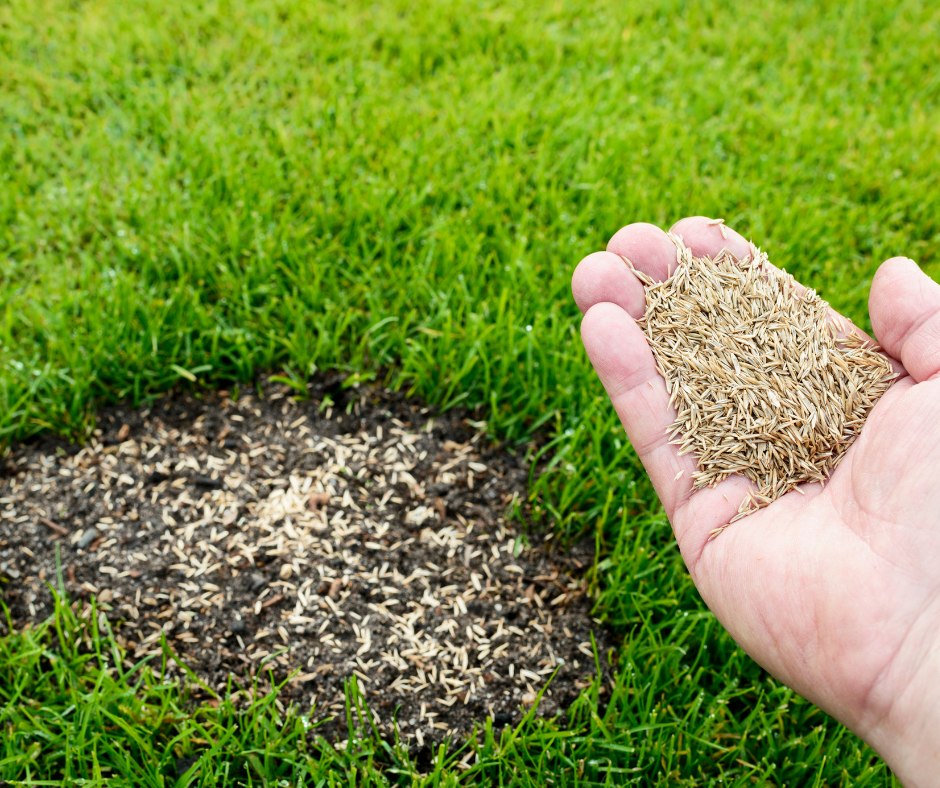 Overseeding fertilizing Sudbury lawn October fall preparation