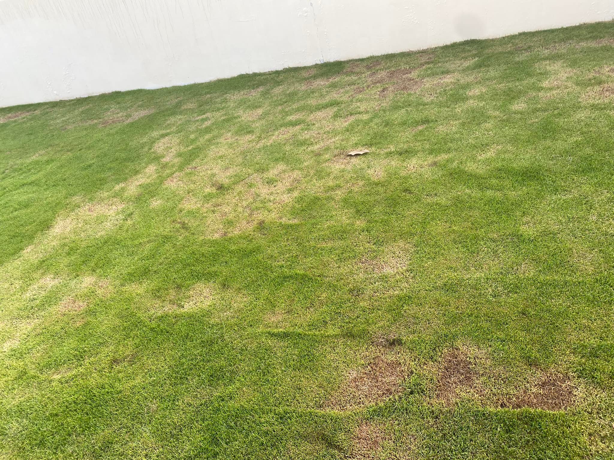 Patchy dry lawn in Greater Sudbury showing signs of water stress in summer heat