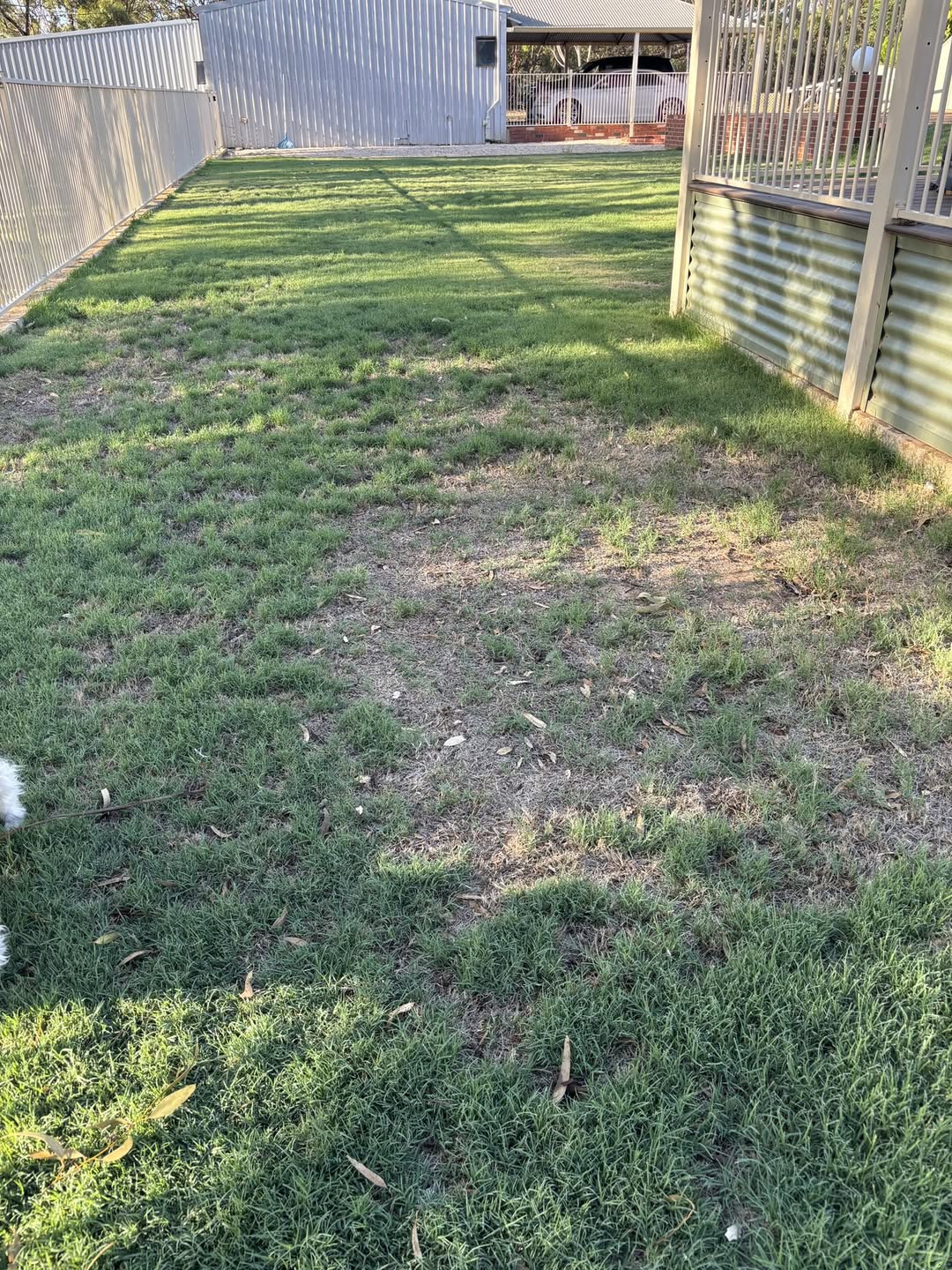 Patchy thin lawn on a new build Sudbury property with bare soil visible