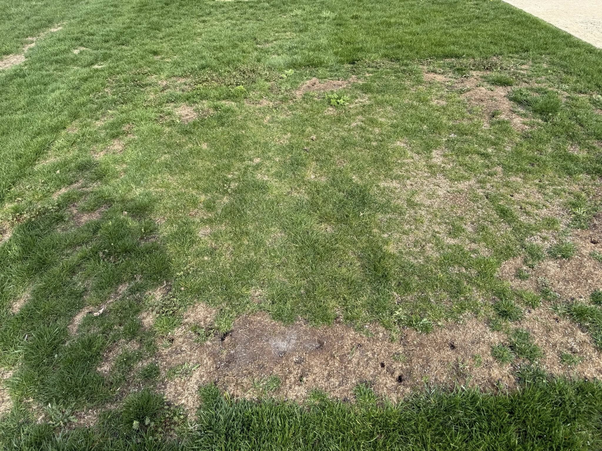 Persistent dead spot lawn Chelmsford Sudbury Ontario homeowner concern