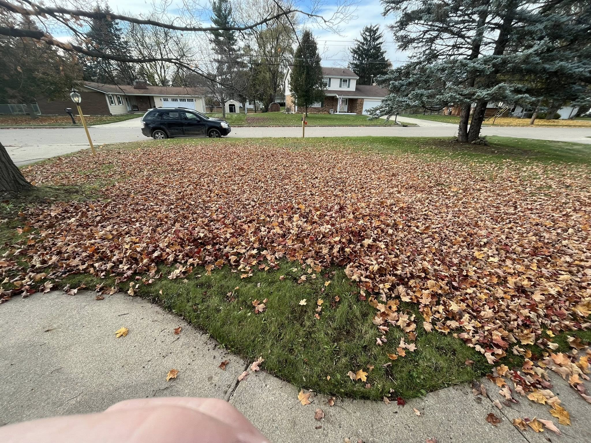 Raking dead leaves and thatch off lawn during spring cleanup