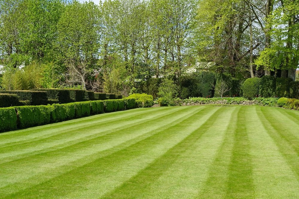 Recovered green lawn after proper grass cutting routine in Sudbury