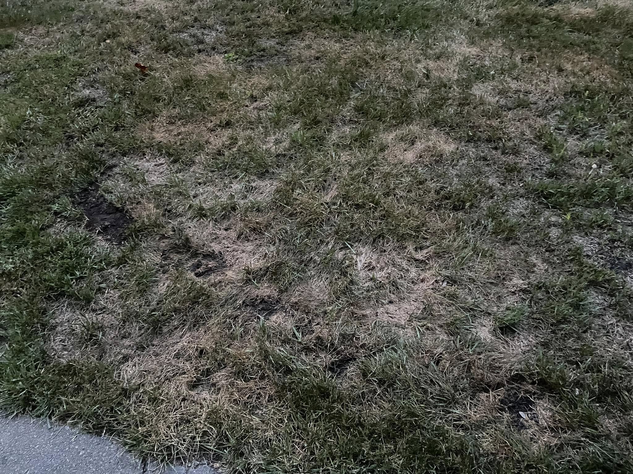 Severely stressed browning lawn on a Sudbury property in July heat