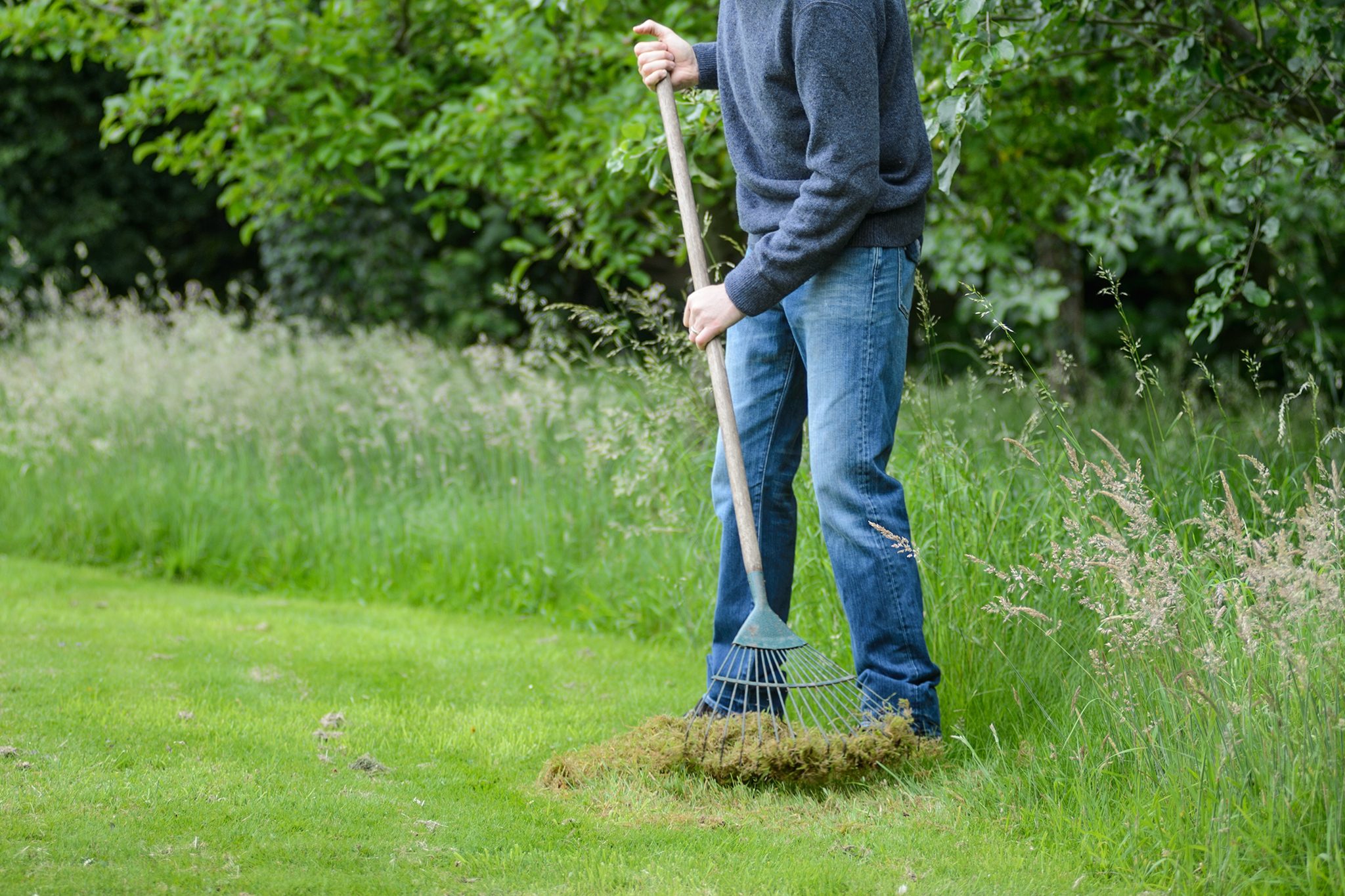 Sod cutter removing dead grass from lawn