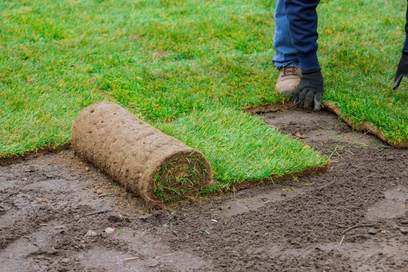 Sod installation in late spring conditions in Greater Sudbury Ontario
