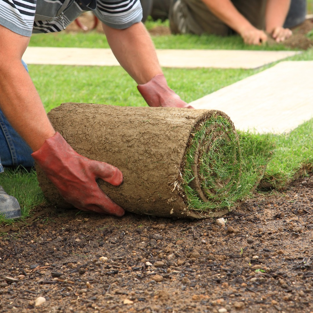 Sod installation on a Sudbury property replacing damaged lawn