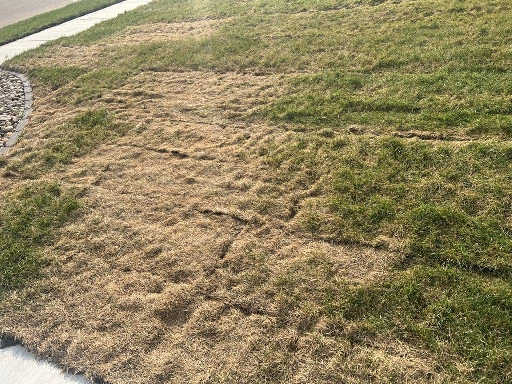 Sod rolls yellowing sitting too long Sudbury