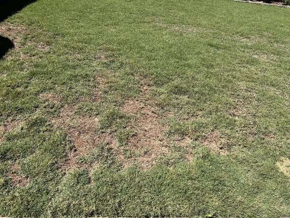 Sod rooting progress stages on Sudbury residential property