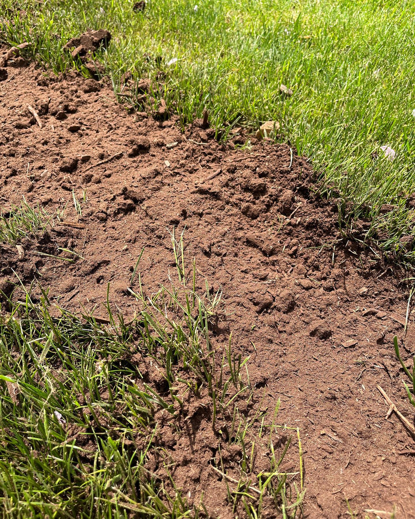 Spreading grass seed over bare lawn patches after aeration