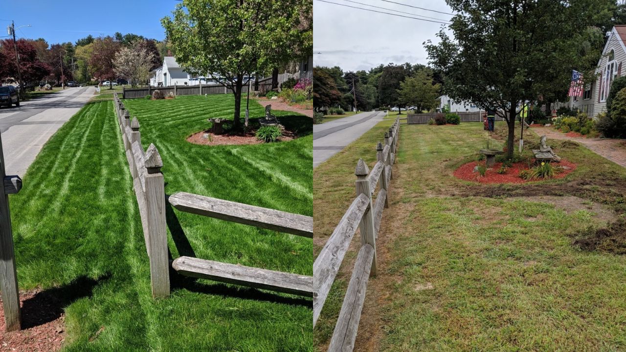 Sudbury lawn before and after grub damage repair with new sod