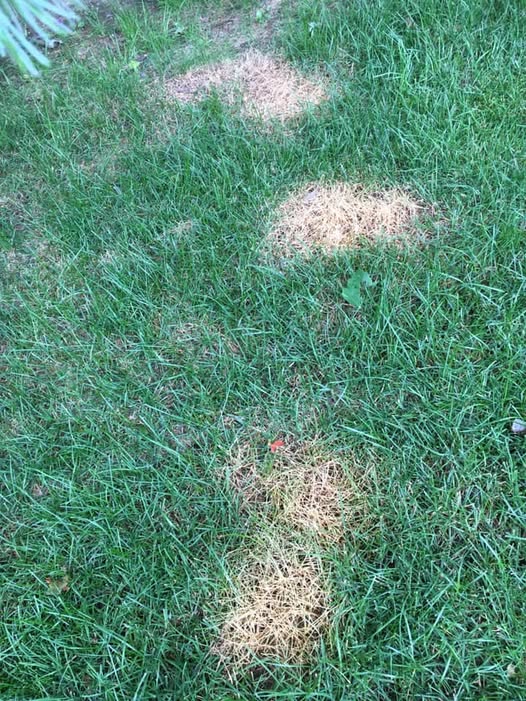 Sudbury lawn in May showing early signs of neglect from previous season