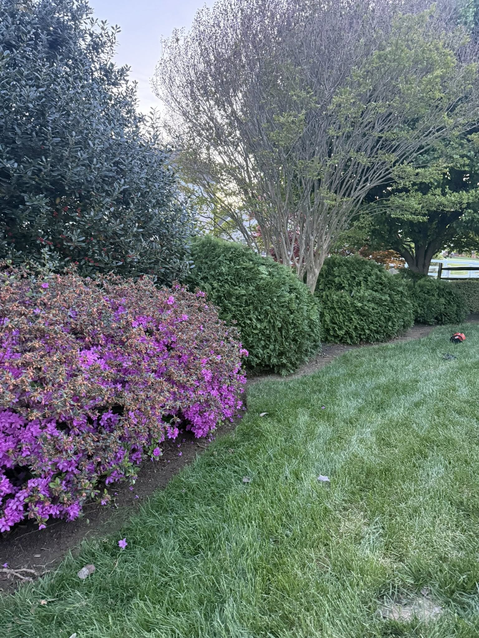 Sudbury yard after one year of transformation work showing green healthy lawn