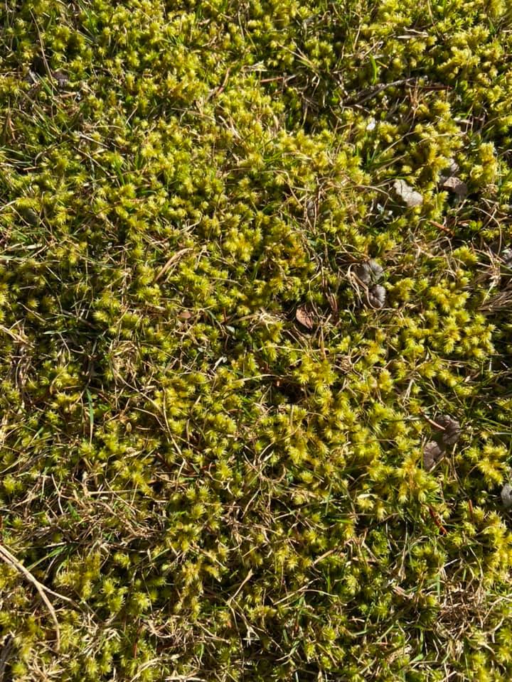 Thick moss growing under a tree in a shaded Sudbury Ontario backyard