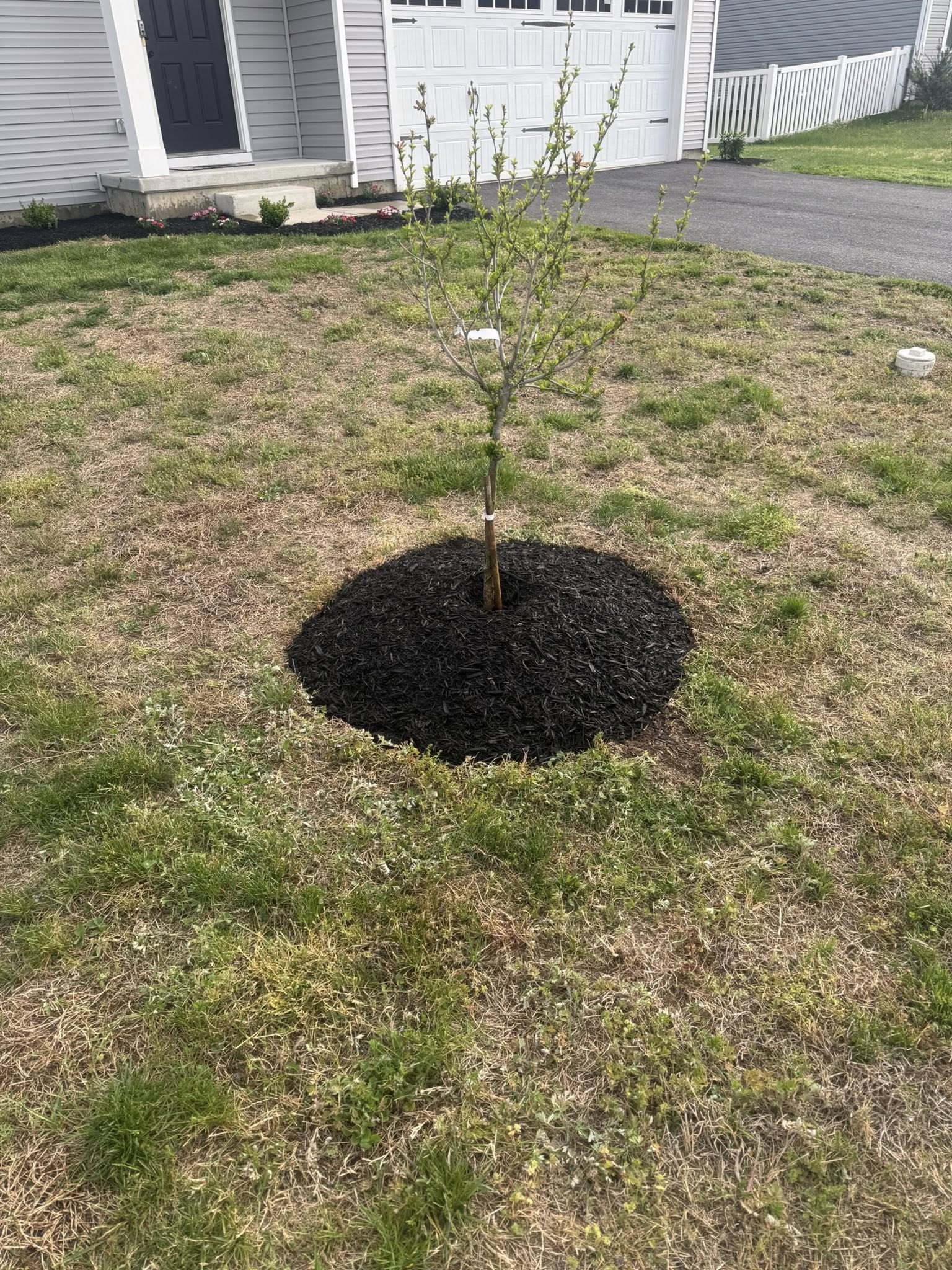 Thin patchy lawn before overseeding in Greater Sudbury Ontario