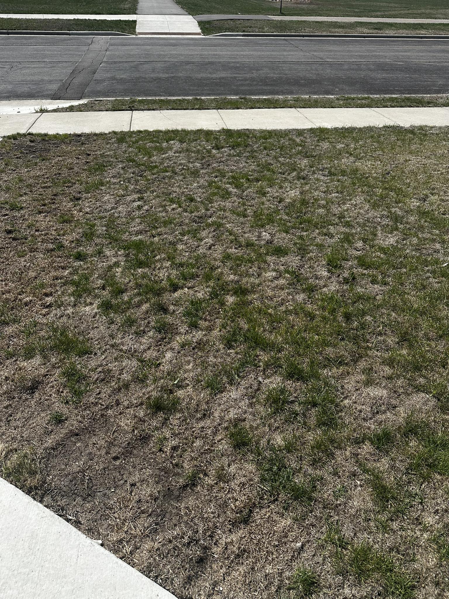 Thin patchy lawn on a Sudbury property needing core aeration
