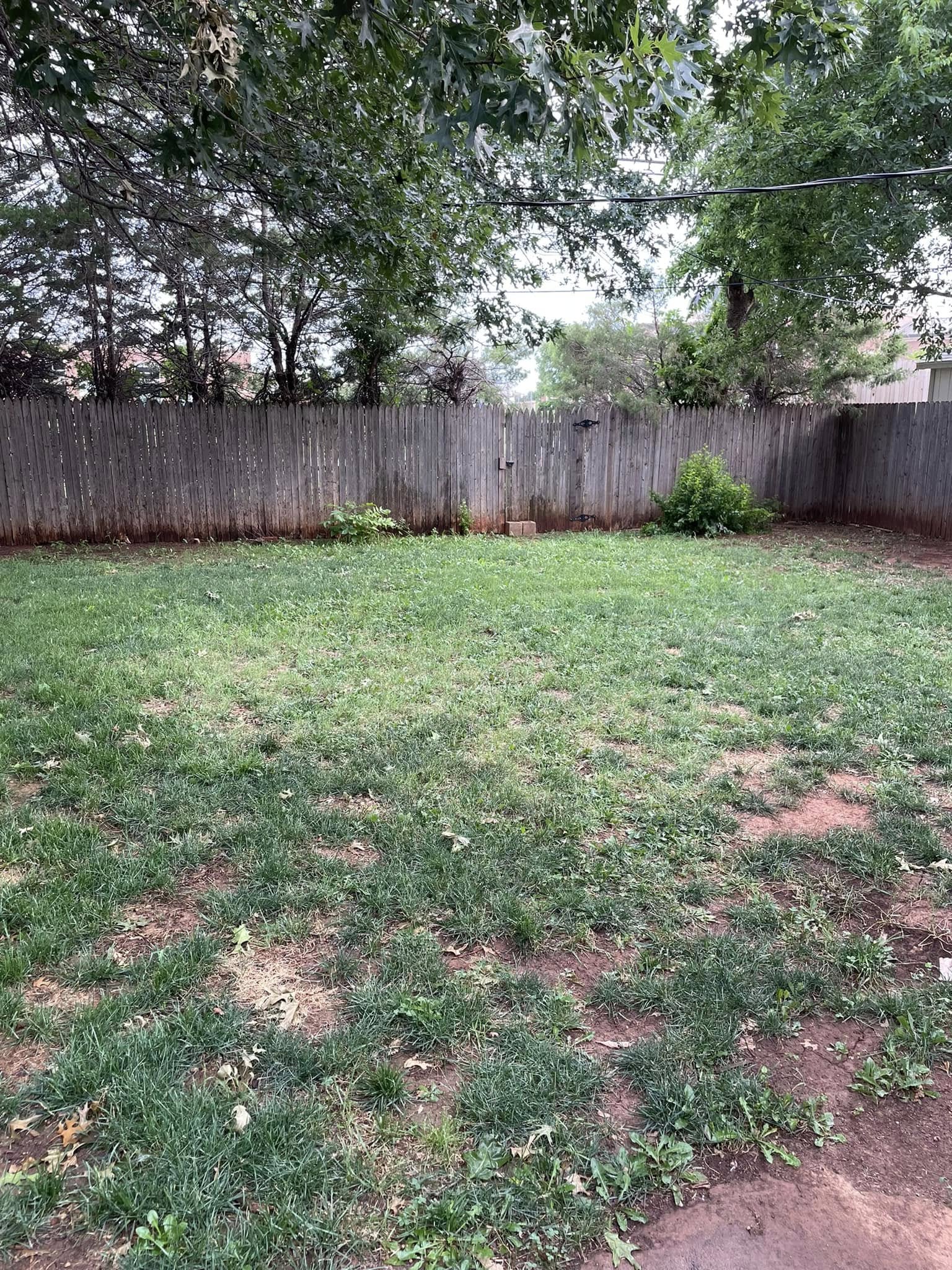 Thin patchy weedy lawn in Greater Sudbury