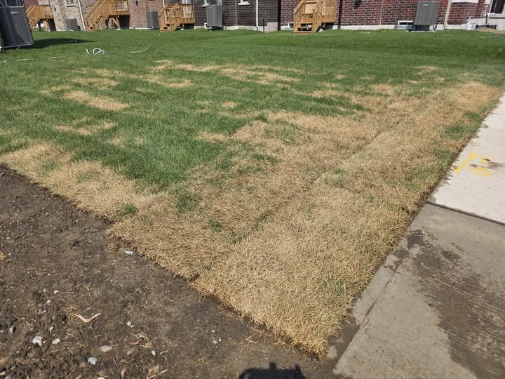 Unrolled sod kept in shade with water to extend survival time Sudbury