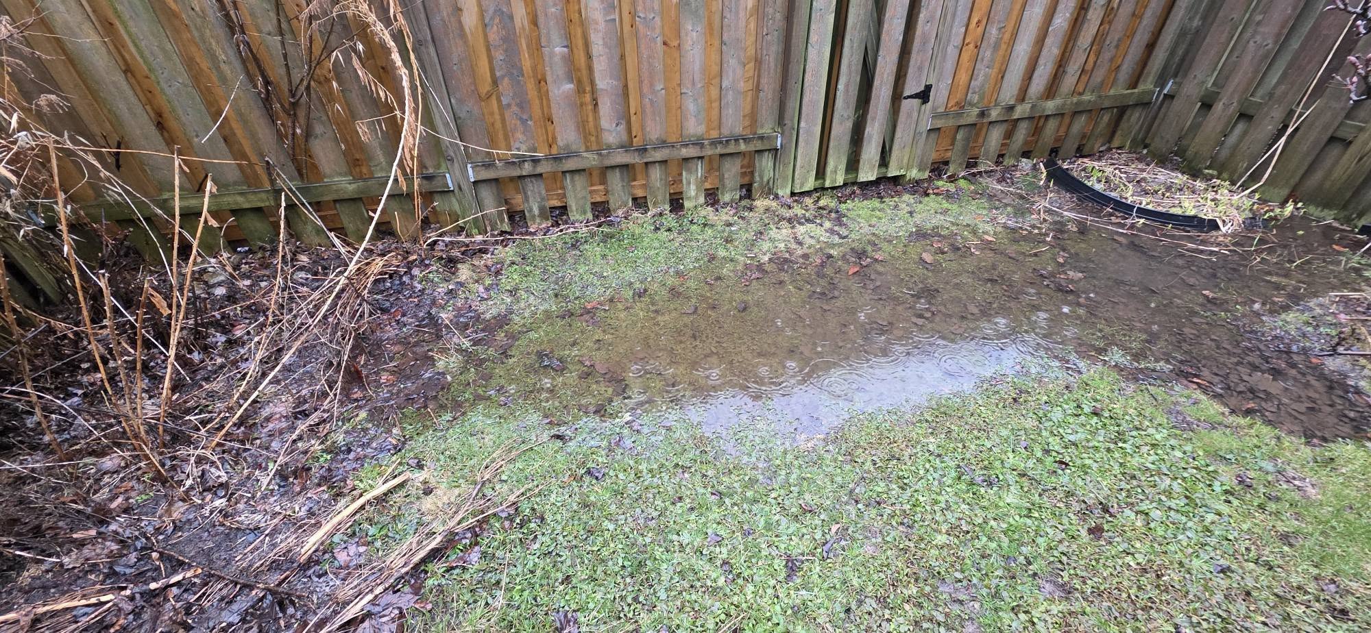 Water pooling compacted Sudbury lawn surface