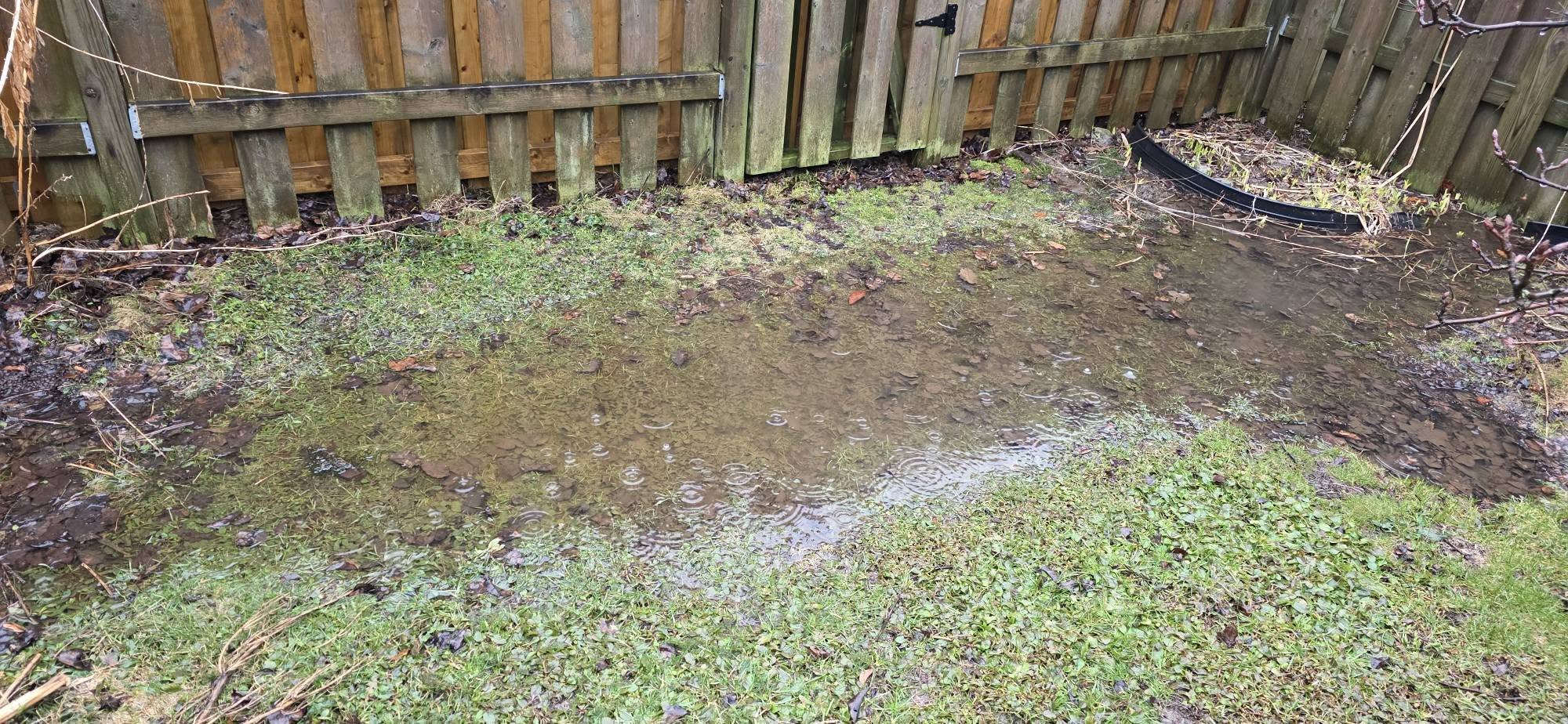 Water pooling in a low area of a Sudbury residential backyard in spring