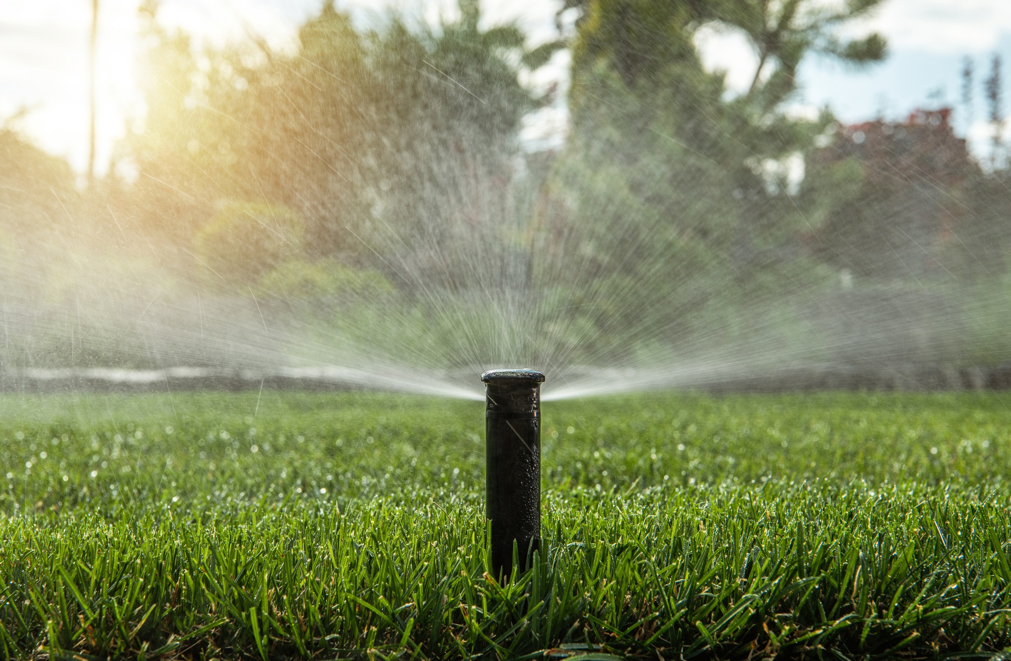 Watering new grass seed Sudbury lawn sprinkler