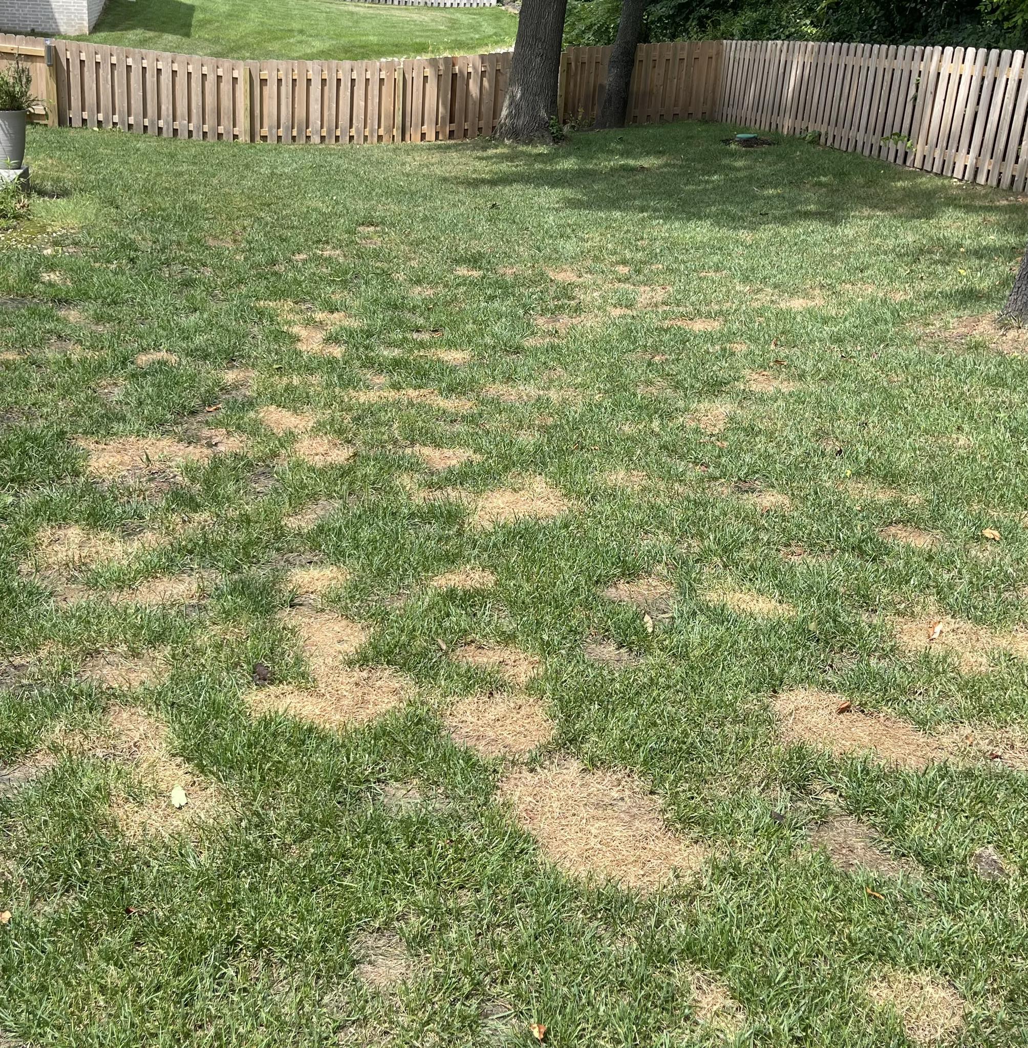 Weed covered compacted lawn in Greater Sudbury before restoration