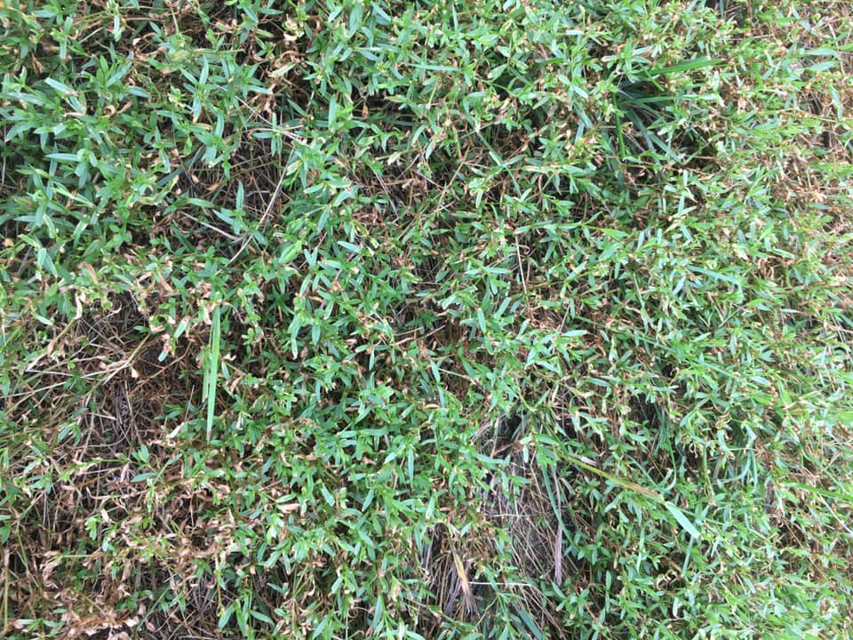 Weeds overtaking a neglected Sudbury residential lawn in June