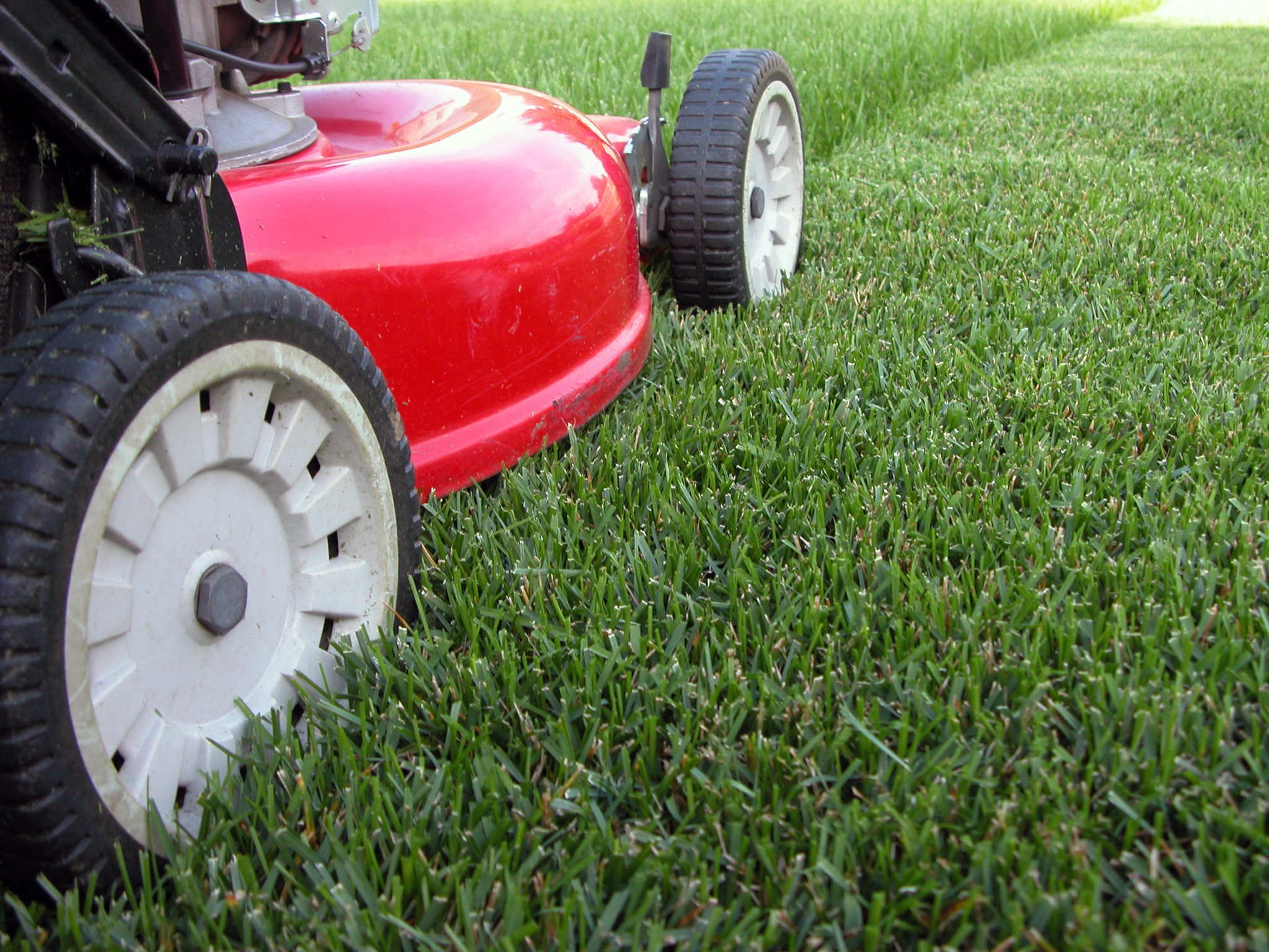 Wet grass clippings clumping Sudbury lawn