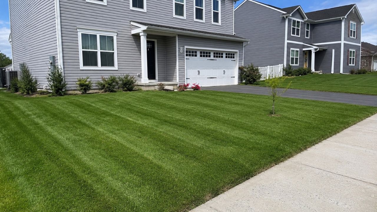 White grub damage on a residential lawn in Greater Sudbury Ontario