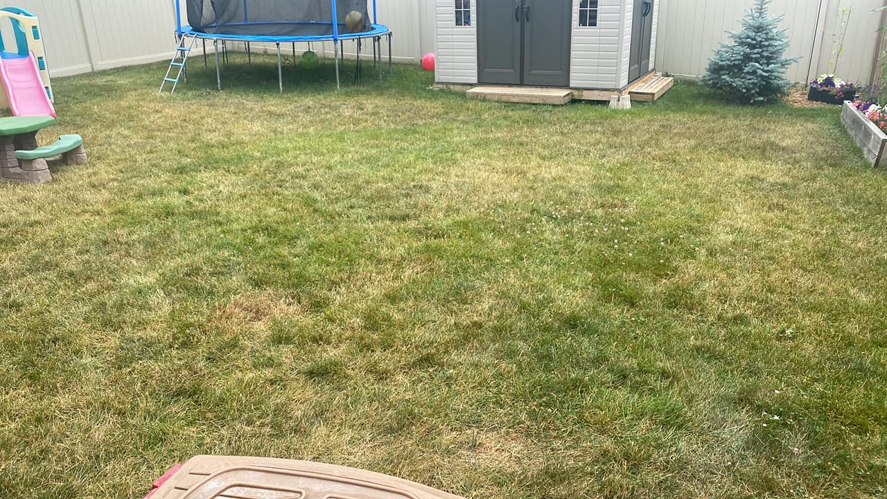 Yellow drought stressed lawn in Greater Sudbury Ontario summer