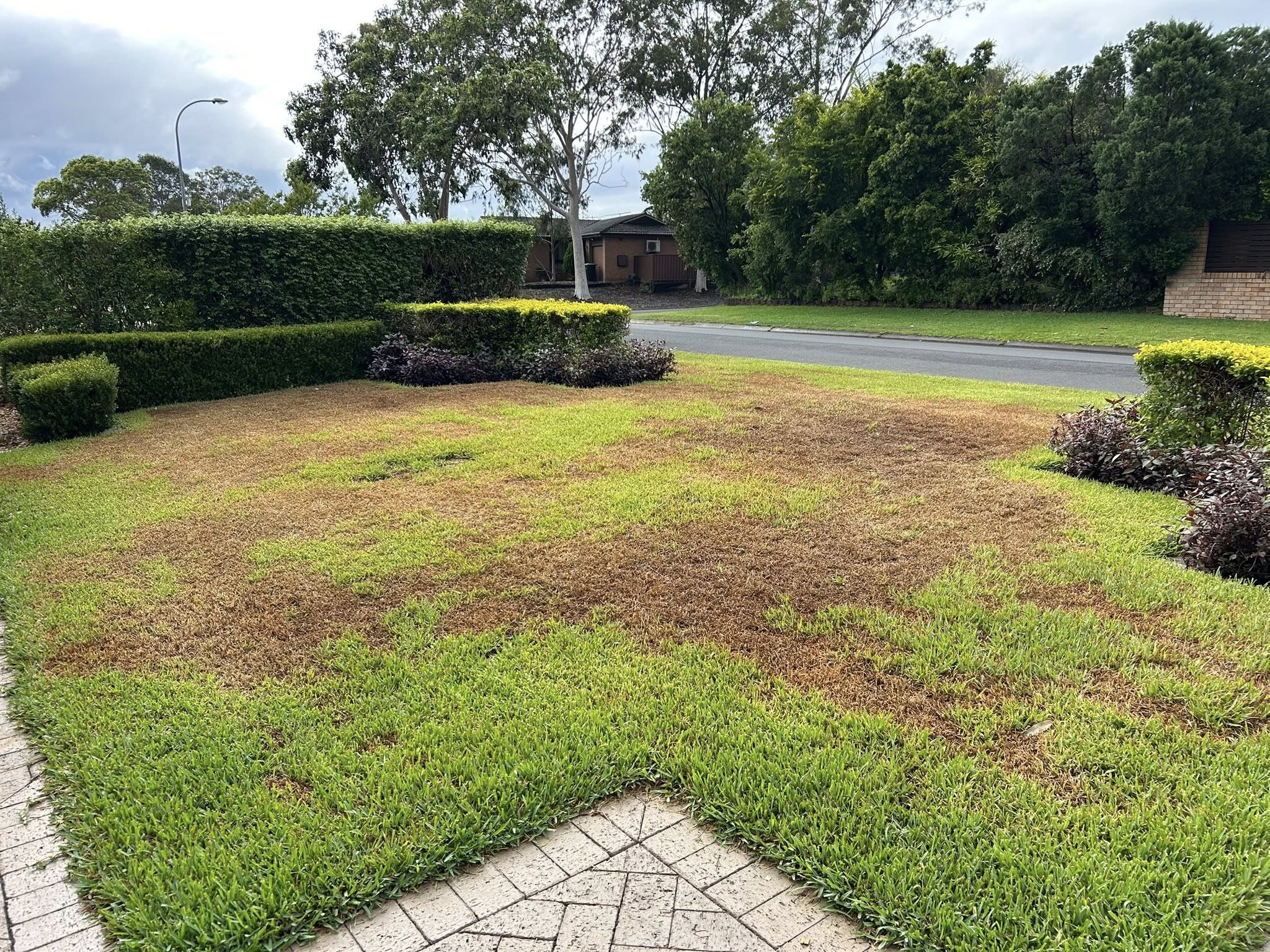 Yellow drought stressed lawn in Sudbury summer heat