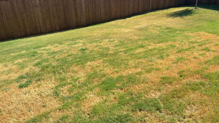 The Sudbury Lawn That Looked Perfect From the Street and Was Completely Dead Underneath