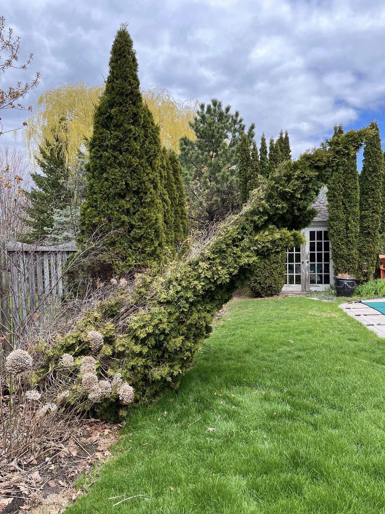 Cedar mulch landscape bed after three Sudbury winters showing fading and thinning