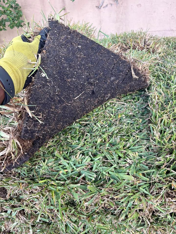 Checking sod quality and root mat condition before purchase in Sudbury