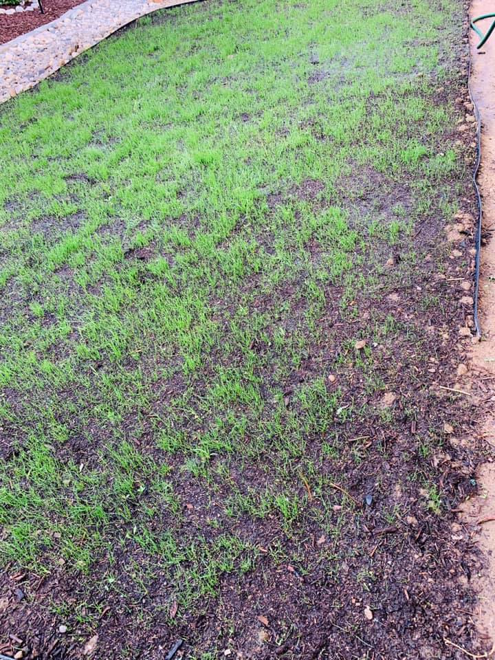 Clay heavy compacted soil from a Sudbury Ontario residential lawn
