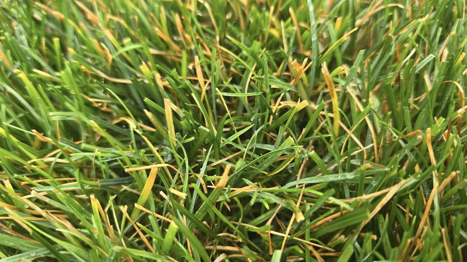 Close inspection of grass blades and colour on Sudbury lawn property