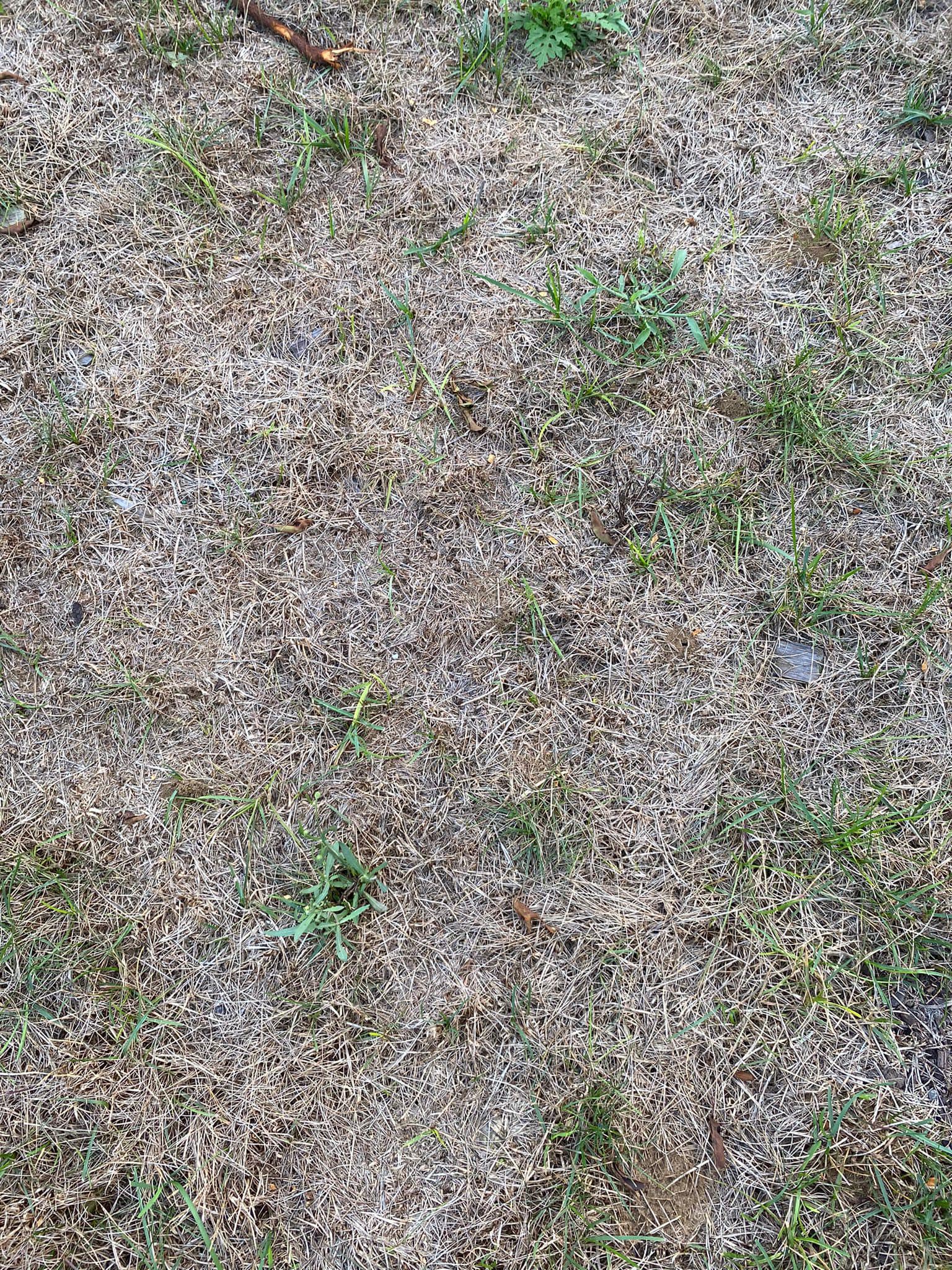 Close-up of dry compacted soil under thin grass on a Greater Sudbury residential property