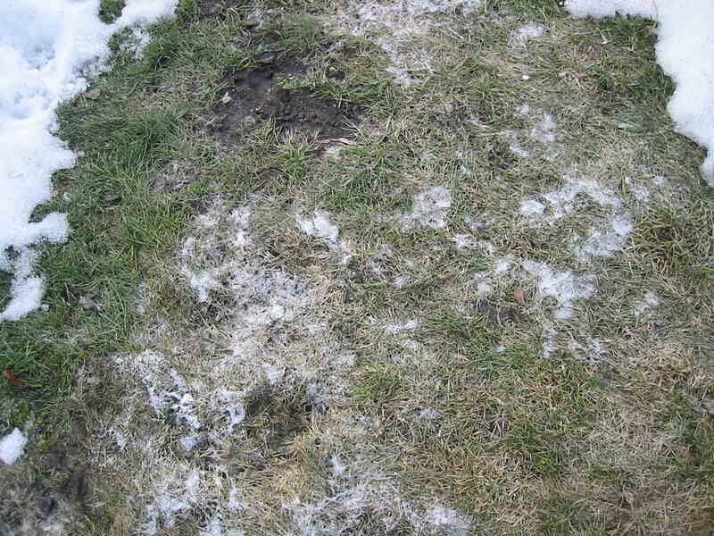 Close up of hail damaged grass blades on Sudbury Ontario lawn showing bruising and shredding