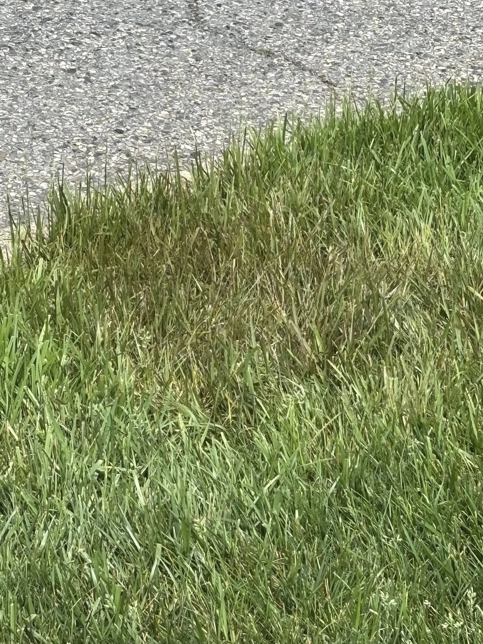 Close up of scorched grass blades from fertilizer burn Sudbury