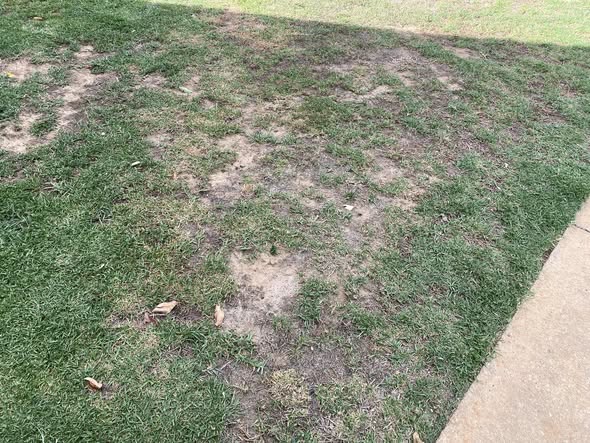 Compacted Sudbury clay soil causing lawn stress and browning