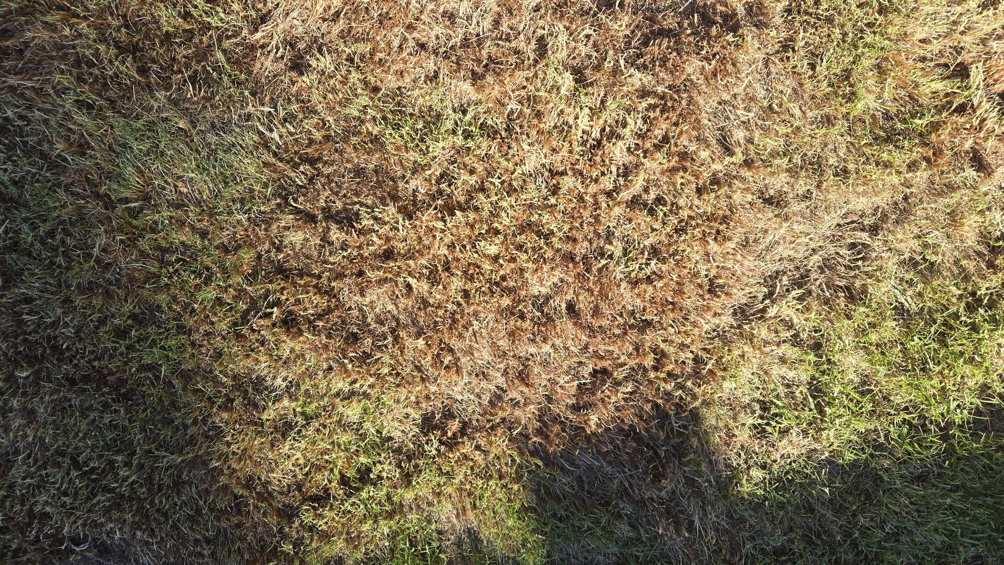 Compacted lawn with thatch buildup on a Garson Ontario residential property