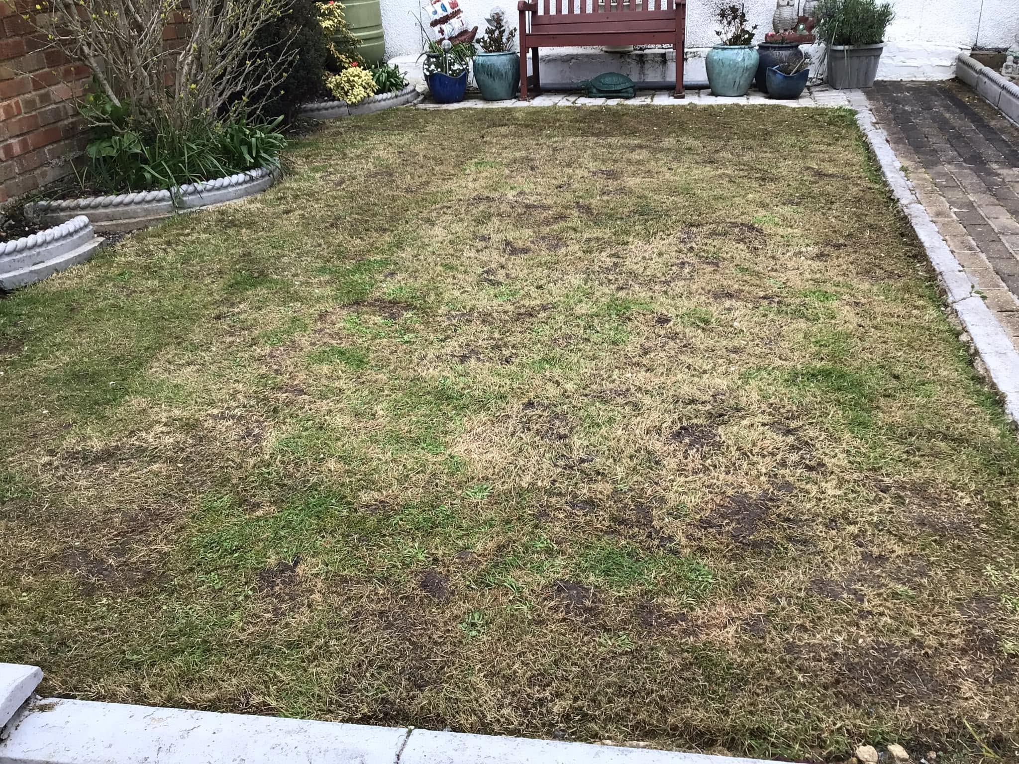 Compacted neglected lawn in Sudbury Ontario from years without aeration
