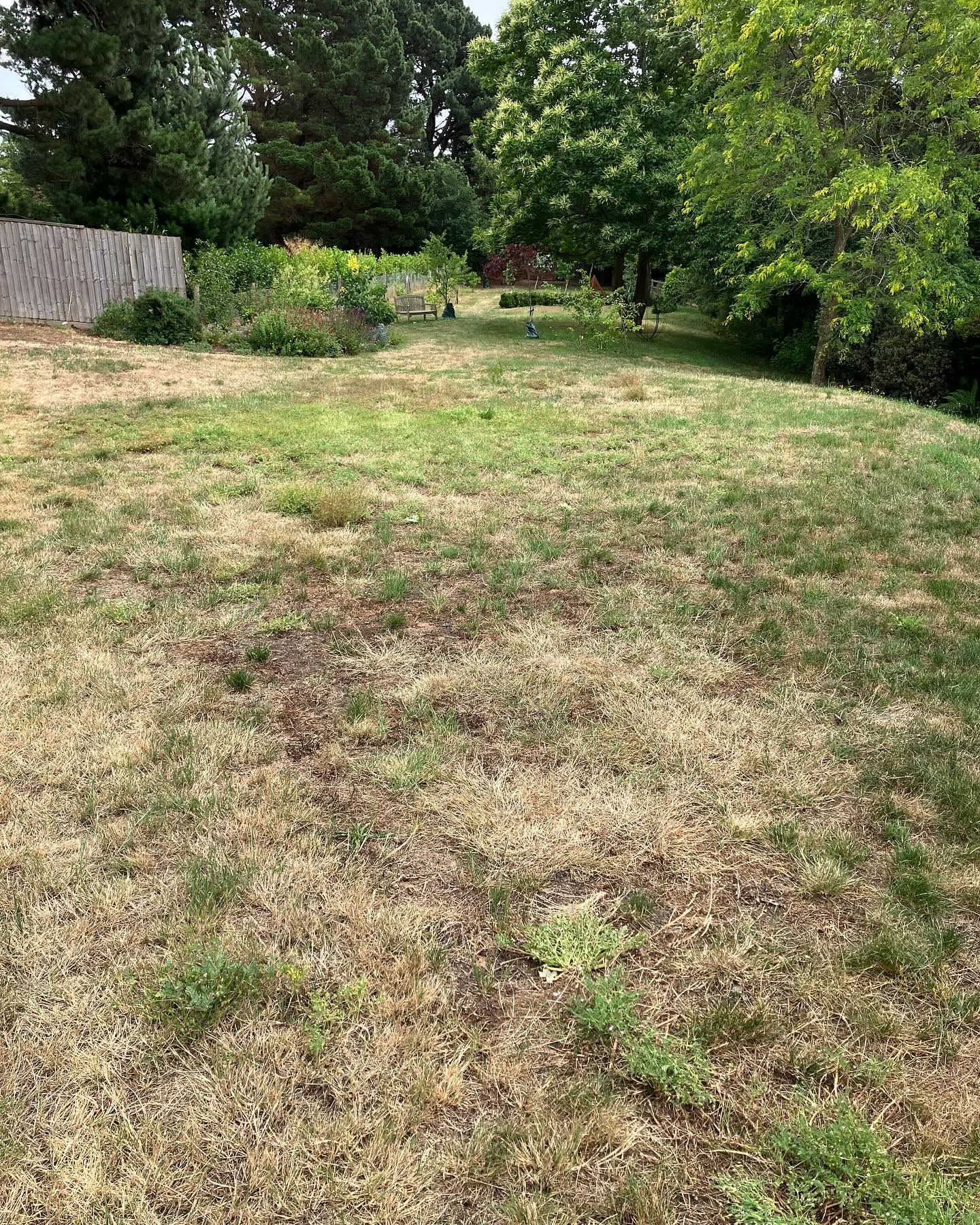 Compacted neglected lawn in Sudbury Ontario never aerated