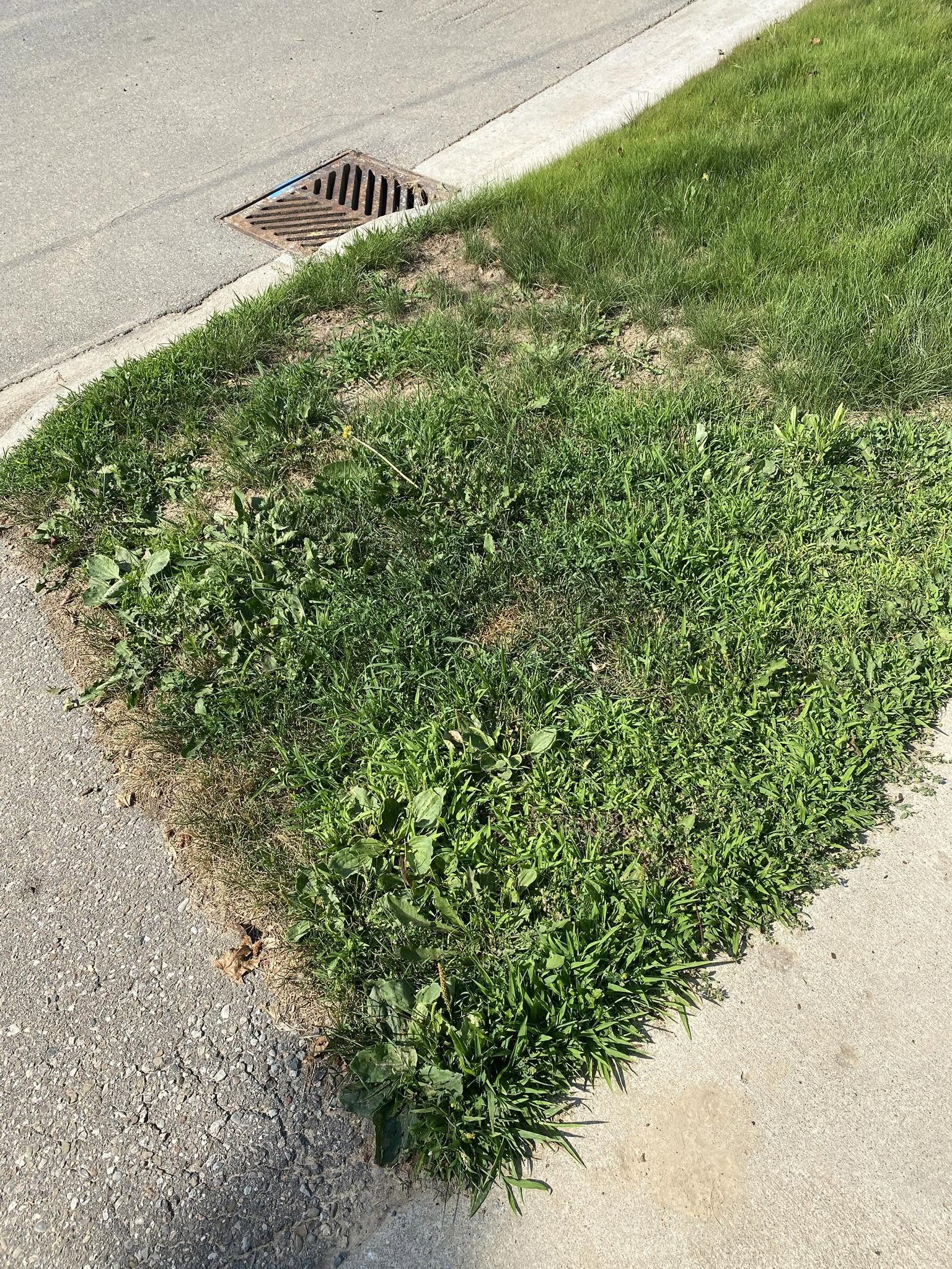 Compacted soil testing showing uneven compaction across a Sudbury lawn